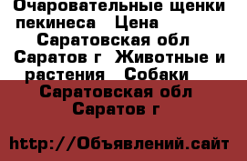 Очаровательные щенки пекинеса › Цена ­ 8 000 - Саратовская обл., Саратов г. Животные и растения » Собаки   . Саратовская обл.,Саратов г.